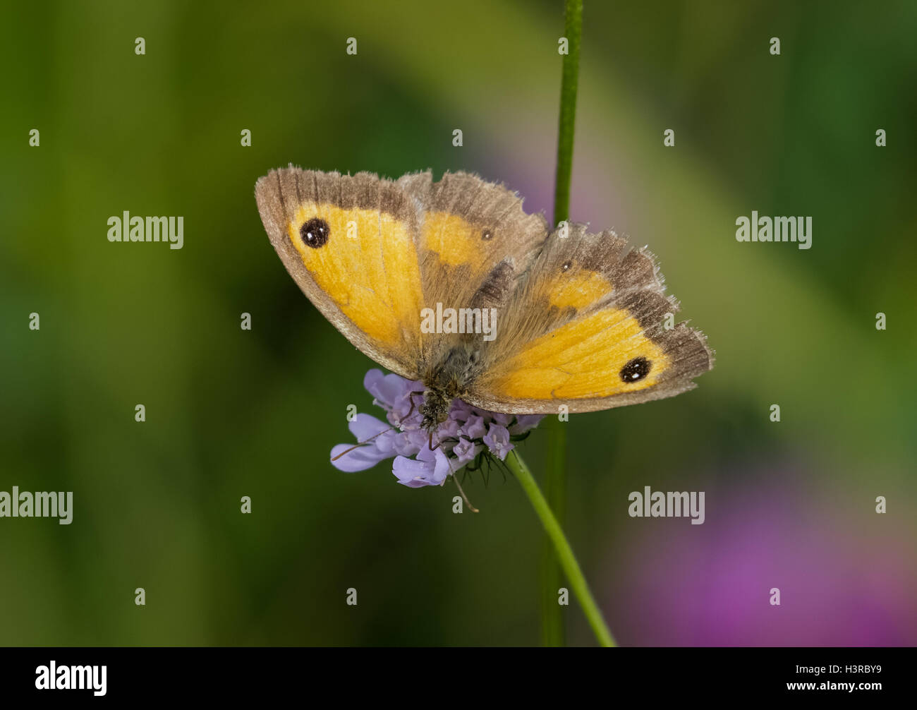 Weibliche Gatekeeper Schmetterling (Pyronia Tithonus) auf Witwenblume Blüte Stockfoto