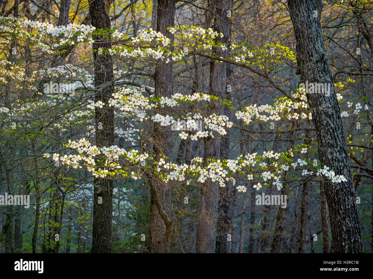 Des Teufels Den Staatspark, Arkansas: Morgensonne auf blühenden Hartriegels (Cornus Florida) im zeitigen Frühjahr Hartholz Wald des O Stockfoto