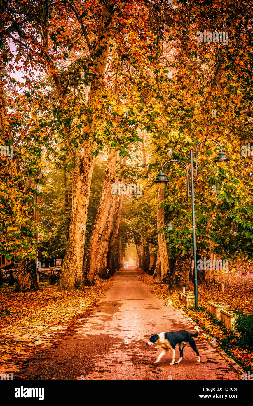 Eine schöne Straße in einem Kauz Morgen im Herbst. Stockfoto