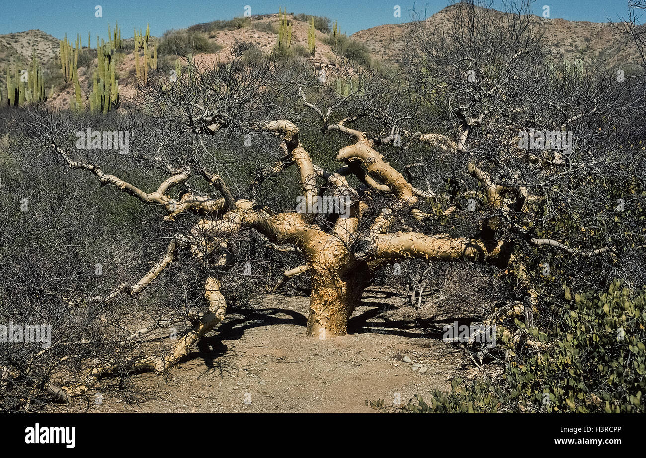 Kurze Dicke Stämme und Äste, die Wasser speichern haben die seltene Elefant Baum einen passenden Namen gegeben. Es ist leicht zu erkennen durch helle papierartigen Rinde, die vom Baum zum inneren photosynthetische Gewebe offenbaren schält. Diese Reife Pflanze wächst auf trockenen Santa Catalina Island in der Sea of Cortez vor der Ostküste der Halbinsel Baja California in Mexiko. Es ist der Baum häufig Torote im spanischen genannt. Stockfoto