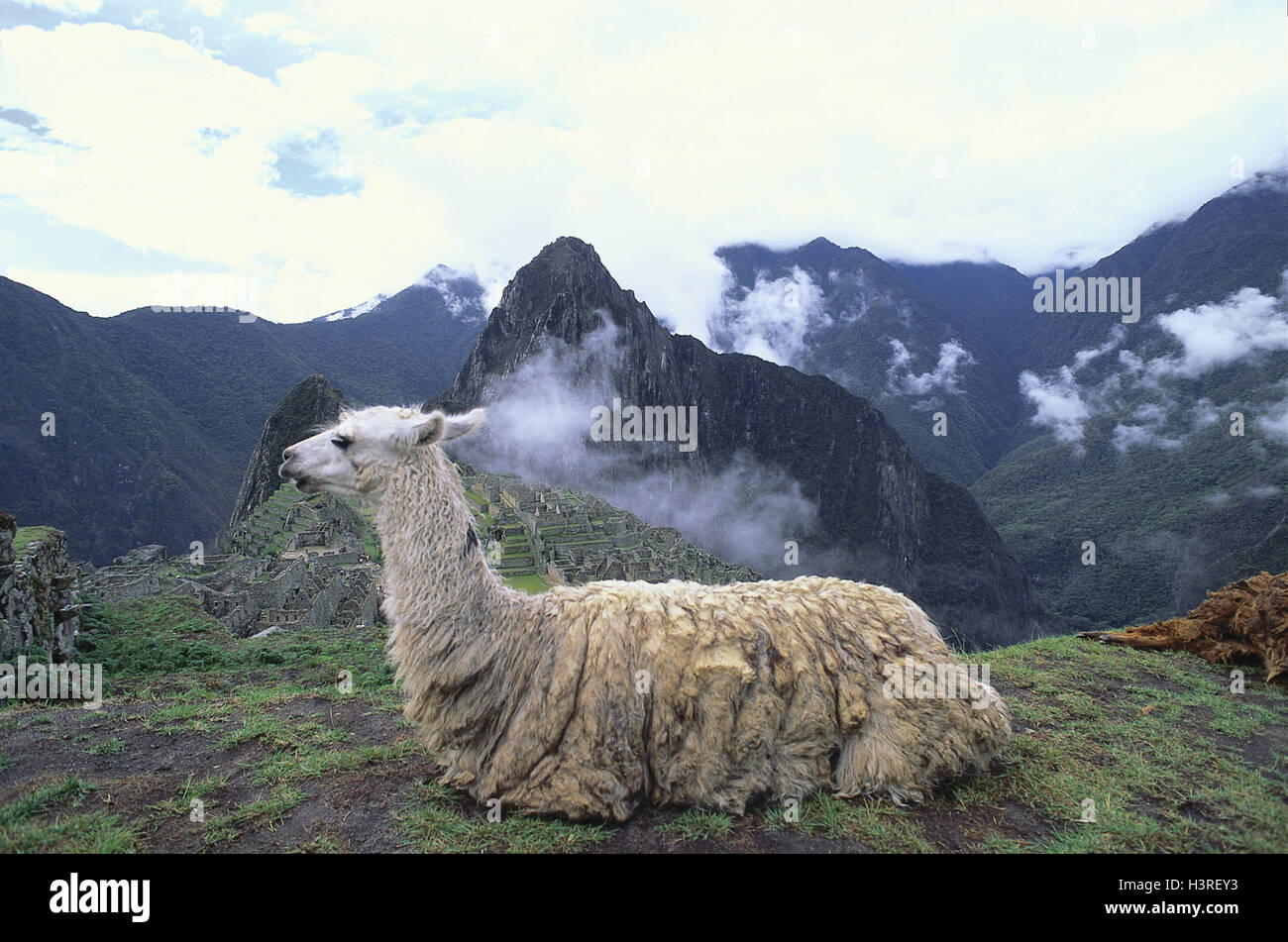 Peru, Machu Picchu, Lama, Bergfestung (Ruine), Gebirgslandschaft Stockfoto
