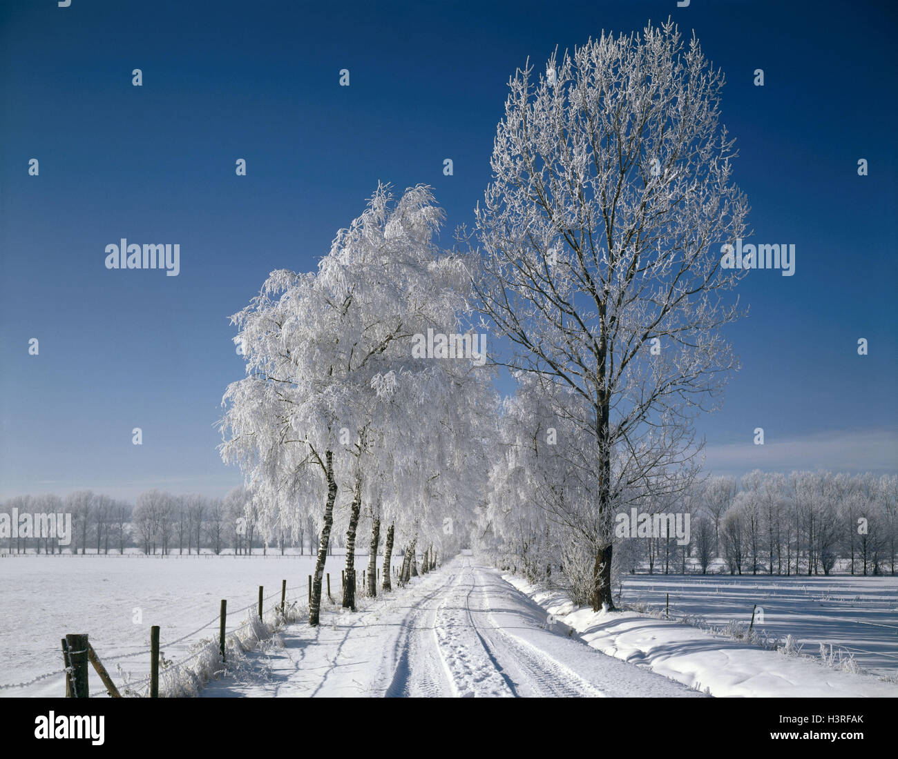 Winter, Allee, Allee Birken, Birken, Schnee, Schnee, Landschaft, reif, Raureif, Autotrack Stockfoto