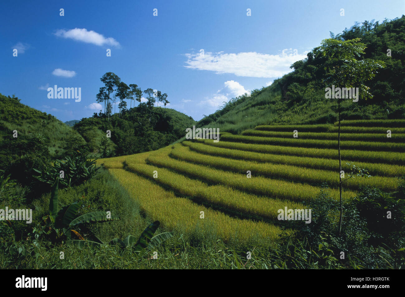 Nord-Thailand, Chiang Rai, Reis-Terrassen Stockfoto