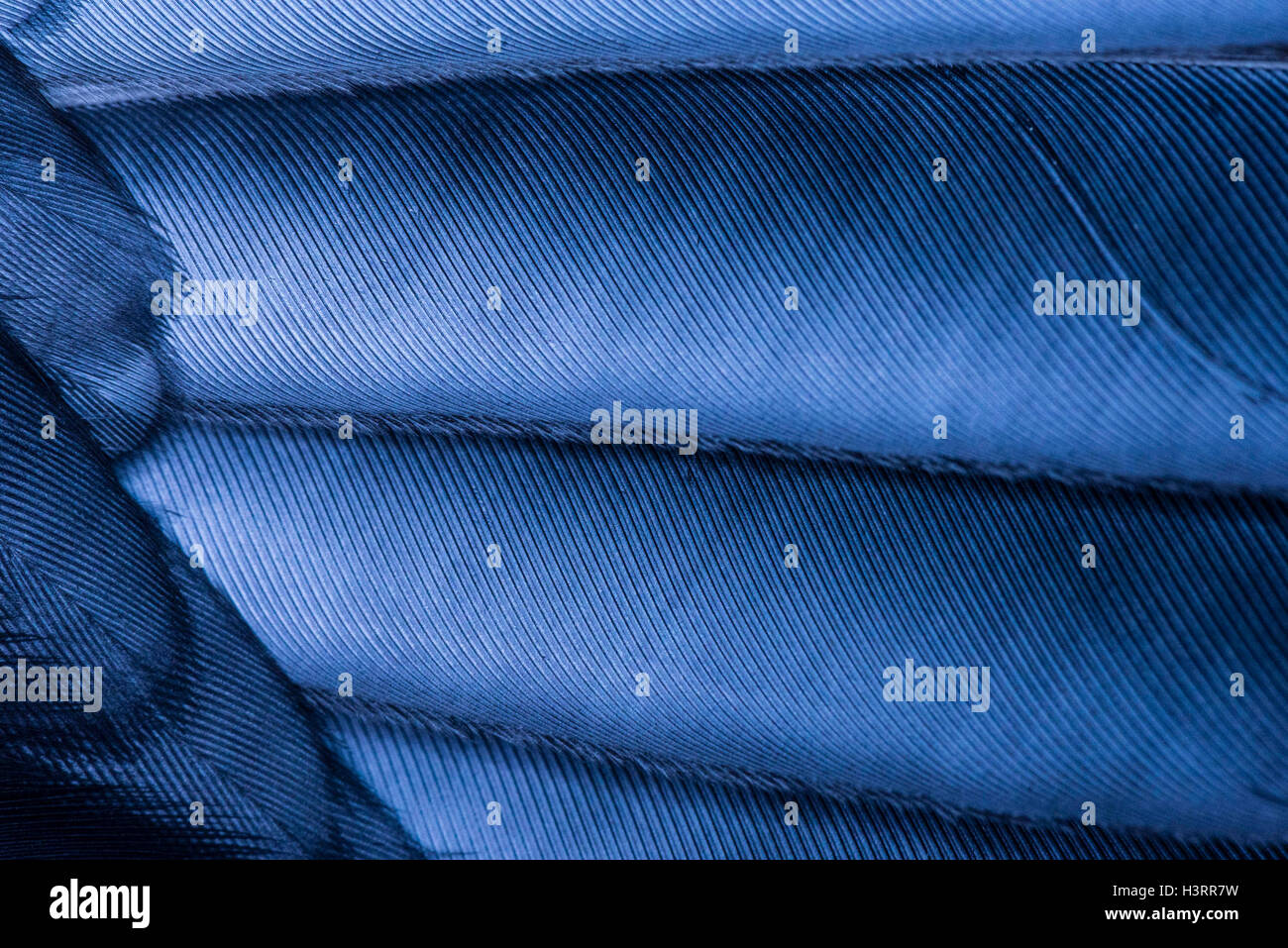 Blaue Federn, Makro-Foto Stockfoto