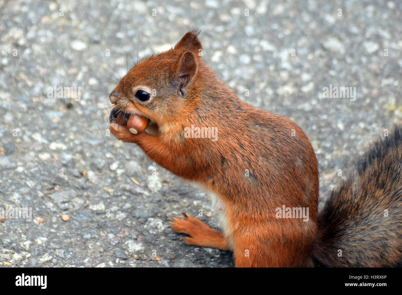 Gierige Eichhörnchen mit zwei Eicheln in den Mund. Stockfoto