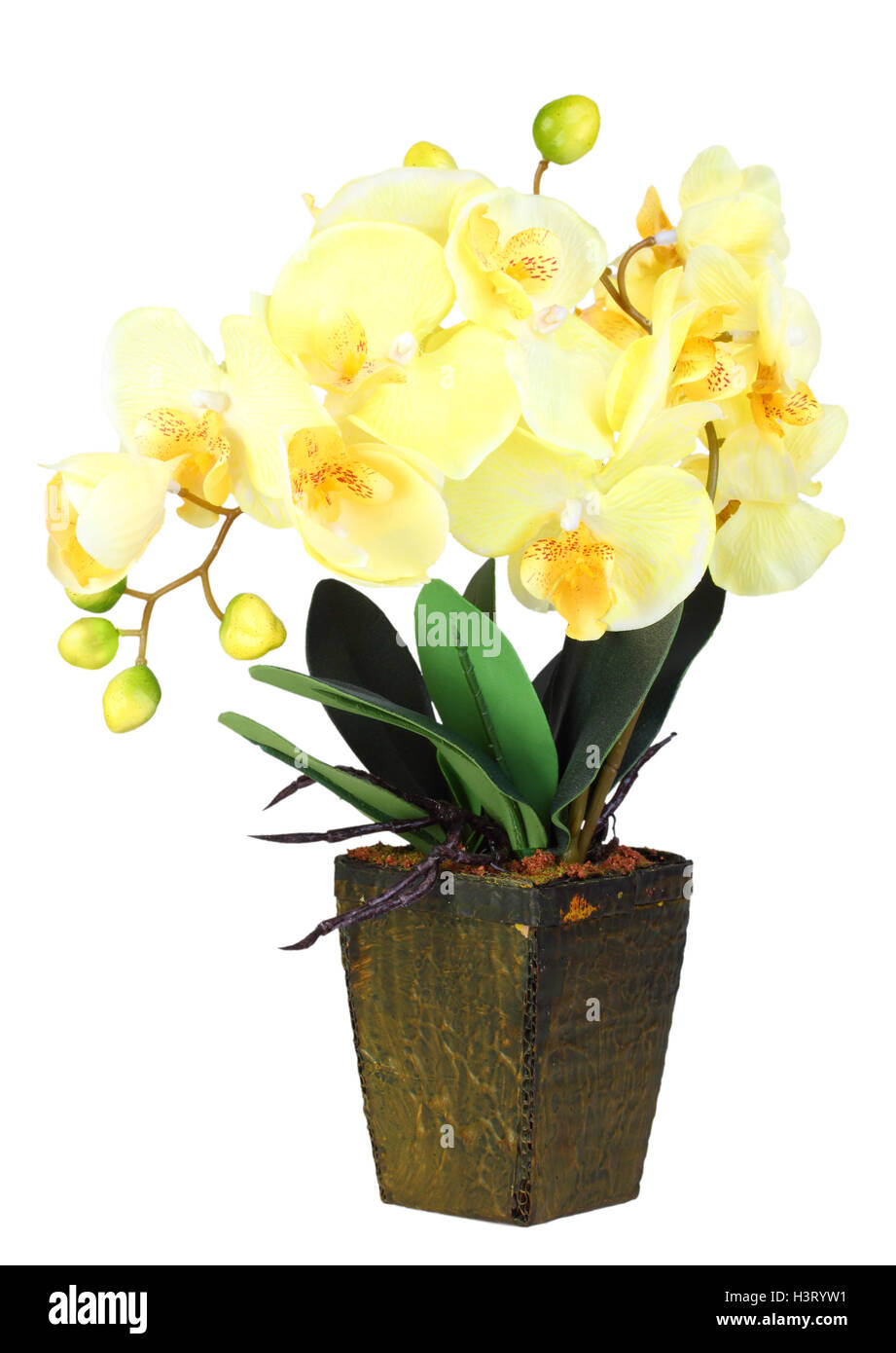 Blumen der Gelbe Orchidee Stockfoto