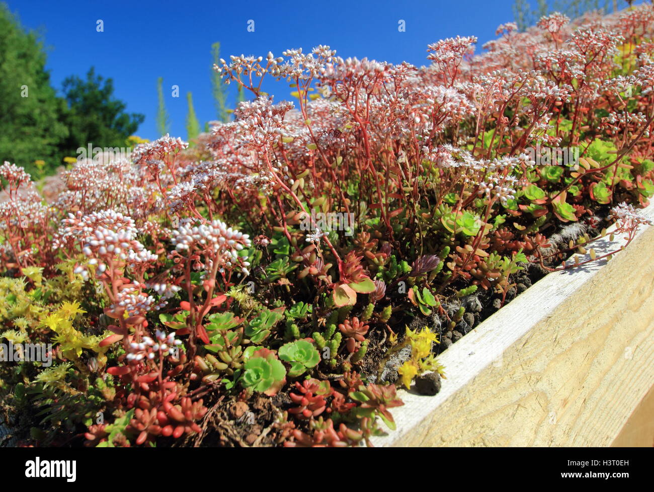 Wohndach auf einem Gartengebäude mit Steinpfanne. UK Stockfoto