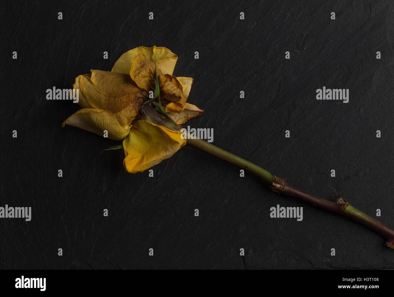 Stillleben-Kunst zu studieren ein sterben, verwelken gelb orange rose, grüne Blätter auf schwarzem Schiefer im Studio, Holländische Schule Beleuchtung Stockfoto