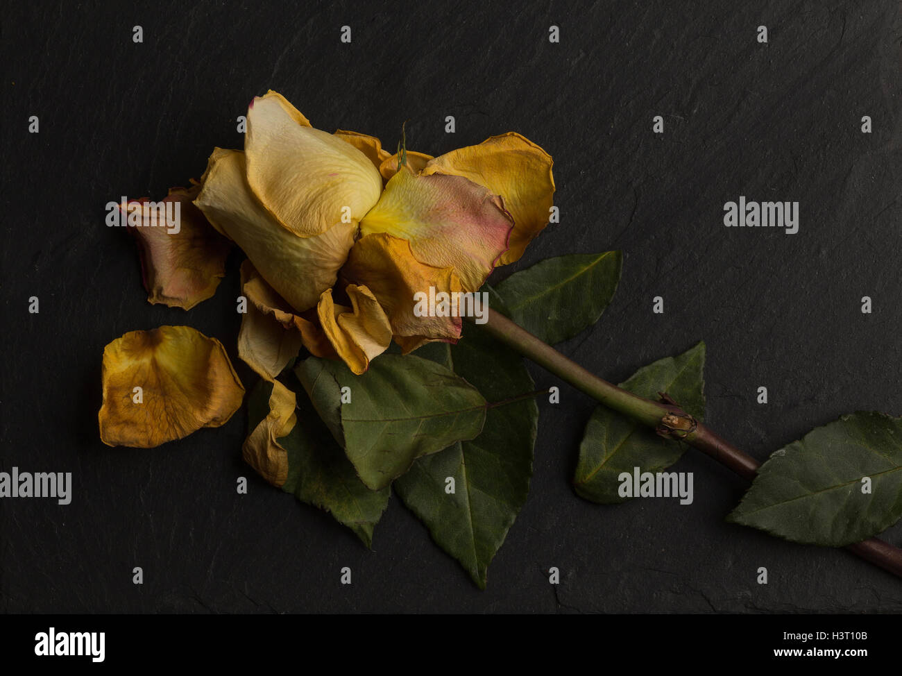 Stillleben-Kunst zu studieren ein sterben, verwelken gelb orange rose, grüne Blätter auf schwarzem Schiefer im Studio, Holländische Schule Beleuchtung Stockfoto