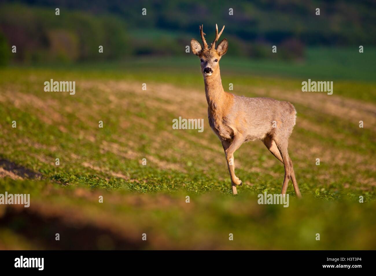 Young buck in einem Feld Stockfoto