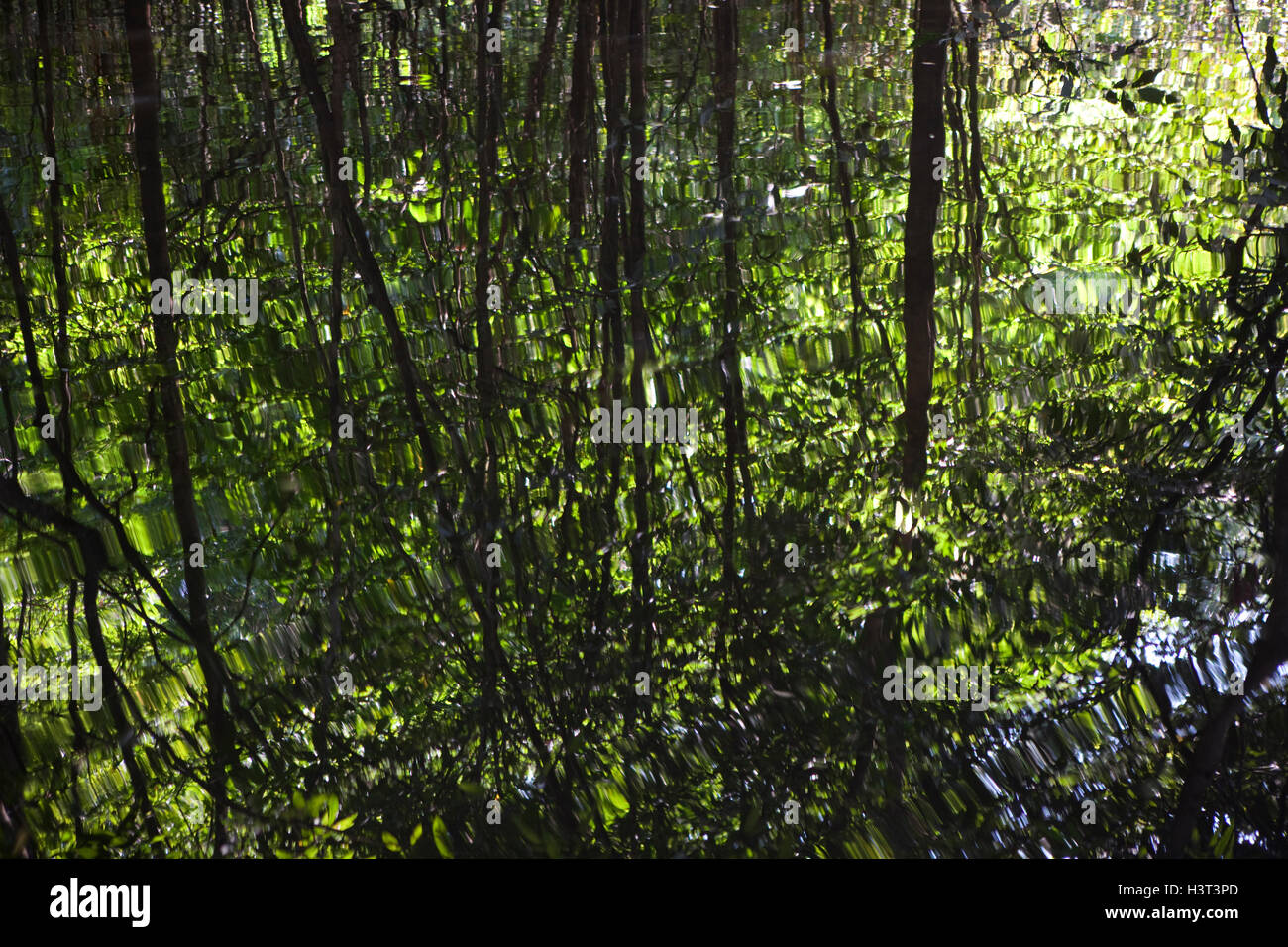 Überschwemmten Wald in den Amazonas, Brasilien. Stockfoto