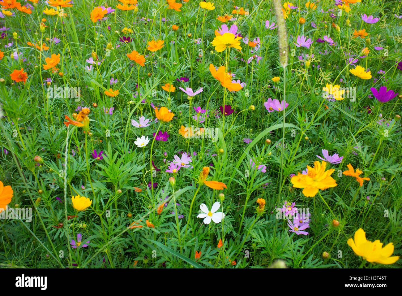 Ein Feld von Cosmos Blumen. Stockfoto