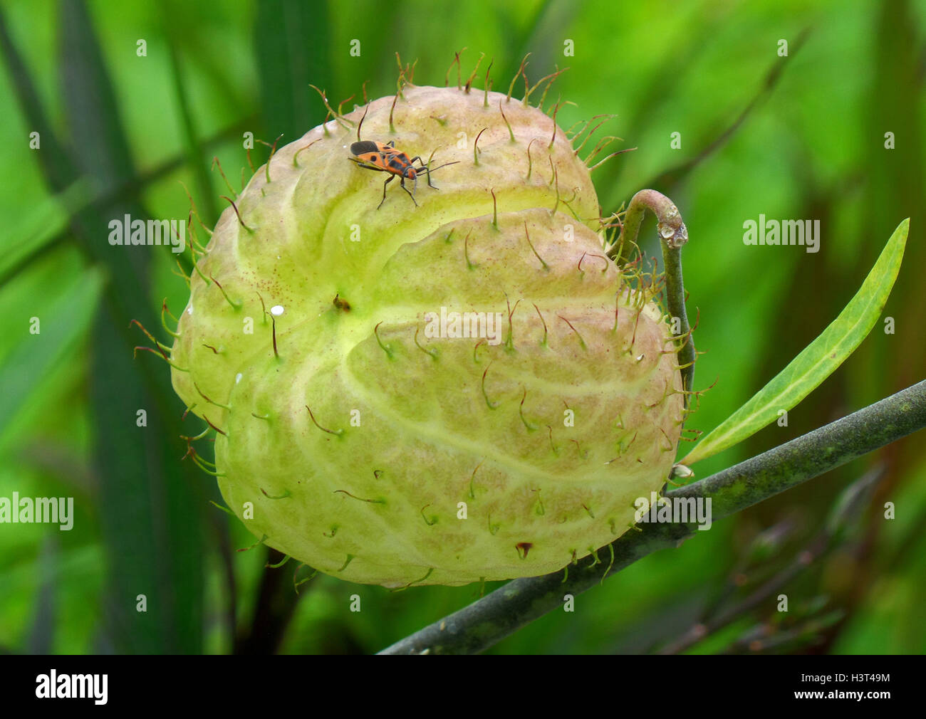 Kleiner Bug auf einen leicht grünen tropischen Wildobst Stockfoto