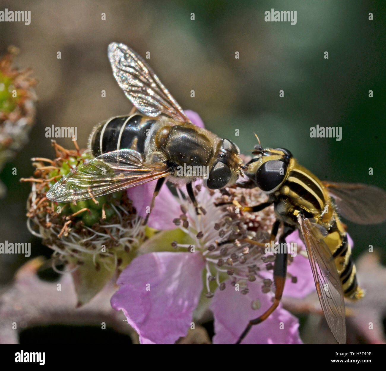 Hoverfly und Honig Biene Blütenstaub streiten Stockfoto