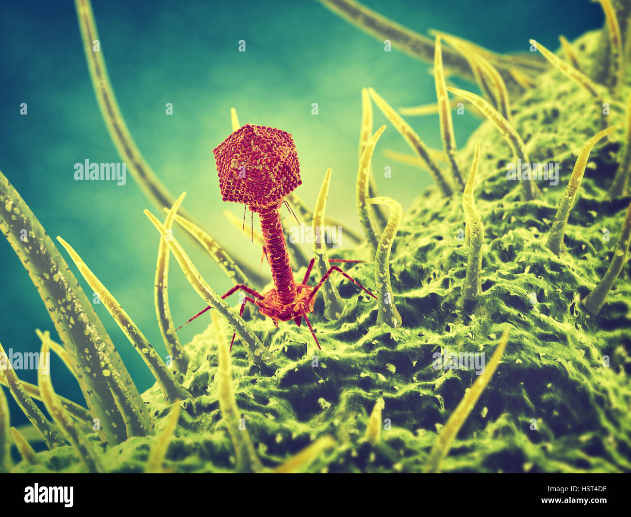 Bakteriophagen Viren, Infektionskrankheiten, Phagen-Therapie Stockfoto