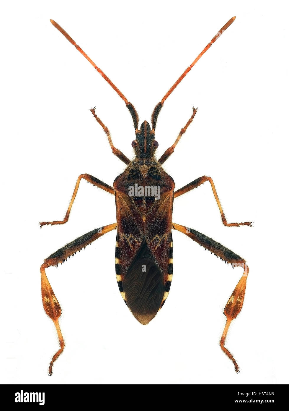 westlichen Nadelbaum-Samen-Fehler (Leptoglossus Occidentalis) Stockfoto