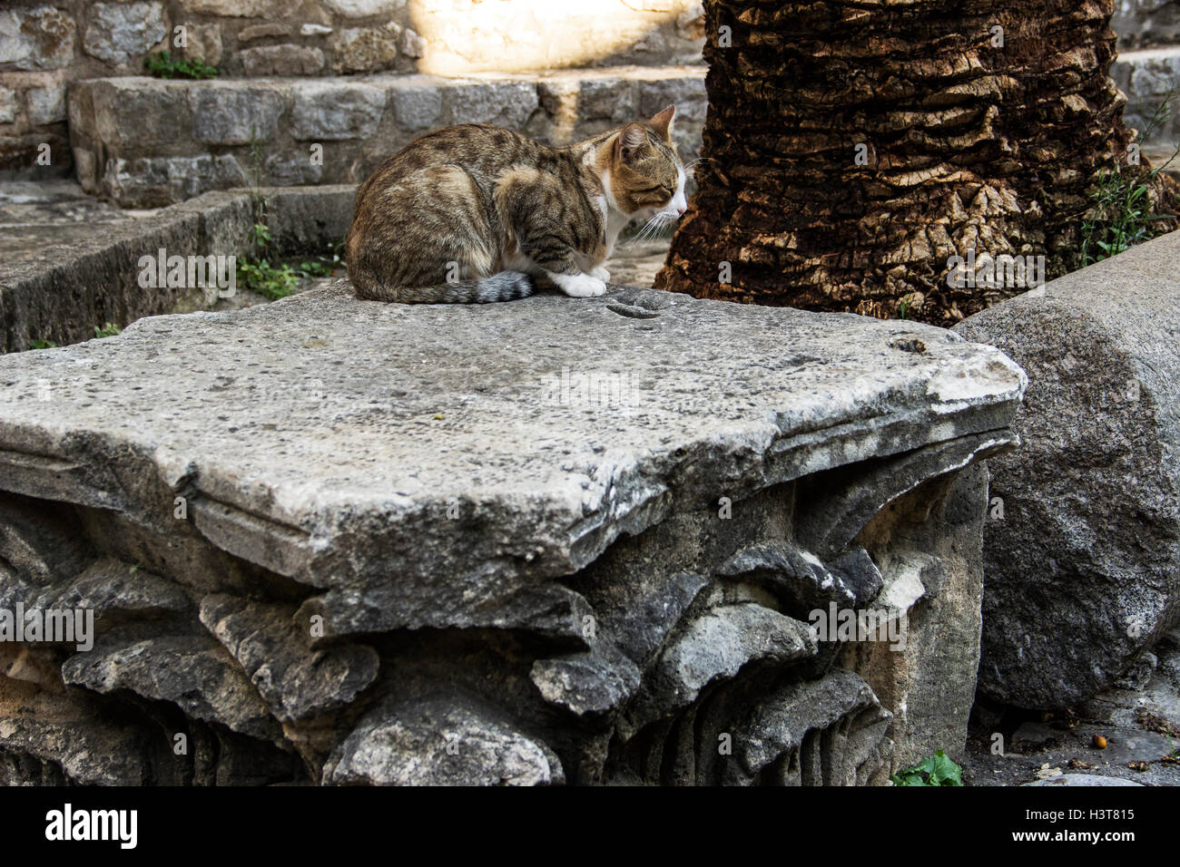 Alte Stadt von Budva, Montenegro - eine streunende Katze Nickerchen auf alten steinernen Ruinen Stockfoto
