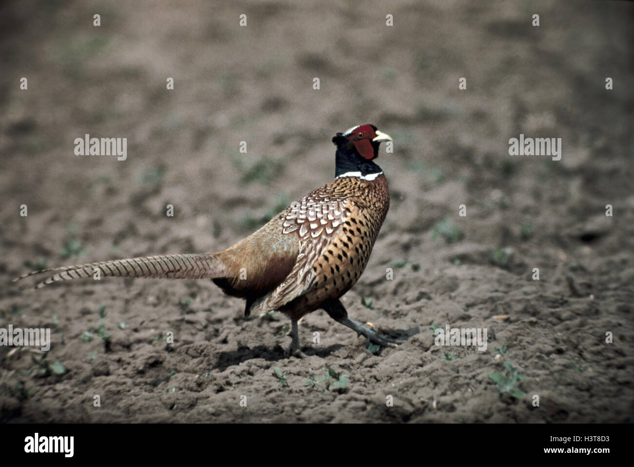 Mucky Boden, Fasan, Phasianus Colchicus, kleiner Mann Tier, Tiere, Vögel, Vogel, hühnerartigen Vögel, Hühnervögel, Fasane, Phasianinae, Fasane, Fasan, edlen Fasan, Männlich, Fasan tippen Stockfoto