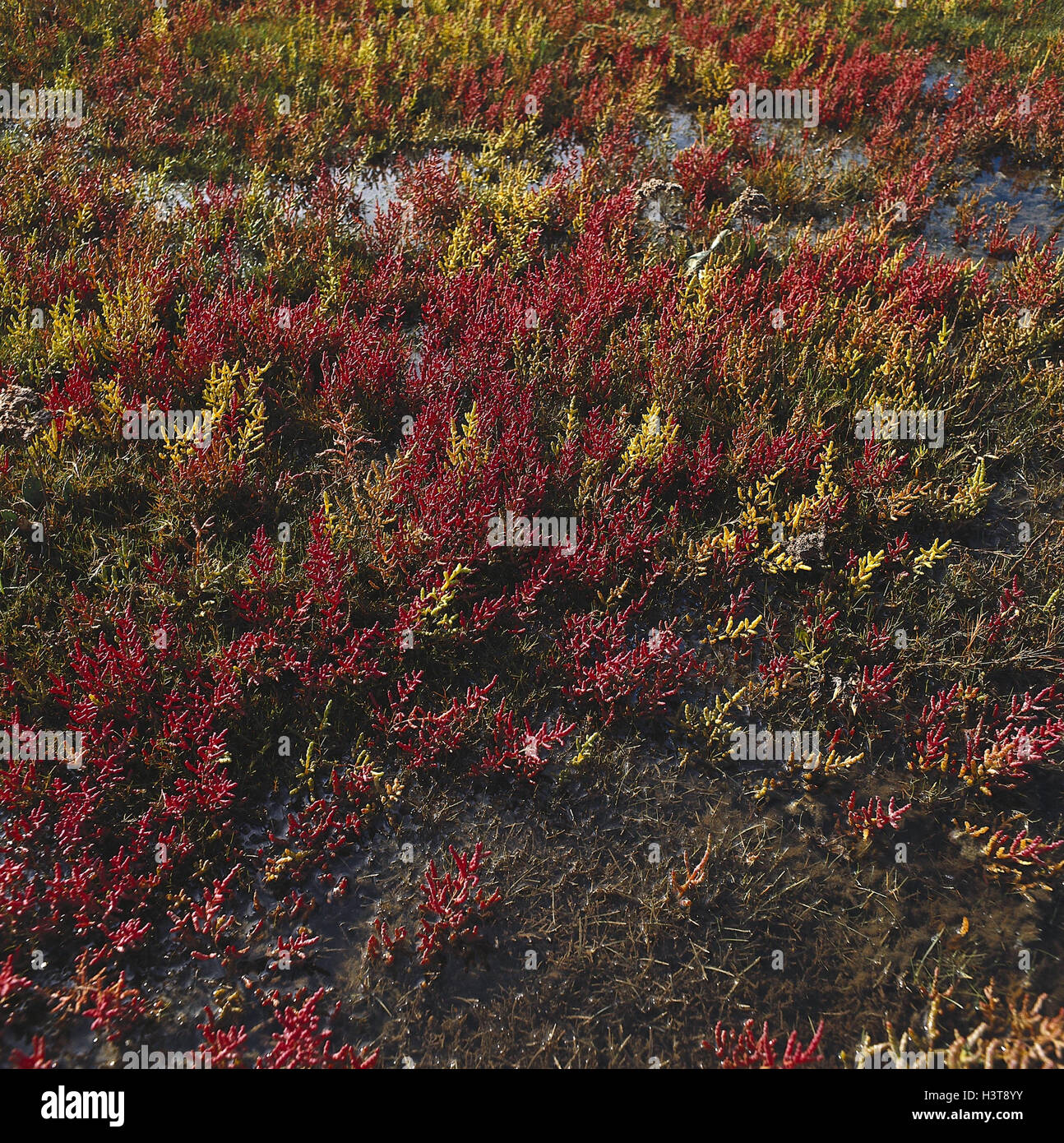 Küste, Detail, Landgewinnung, gemeinsame Queller Salicornia Europaea, Herbst Meeresküste, Pflanzen, Vegetation, die Gans Fuß Pflanze, Salicornia, Halophyten, Salz, Pflanzen, Herbst Färbung, Produktion, Bereiche, Bodensanierung, Boden Konsolidierung außerhalb U0590 33 Stockfoto