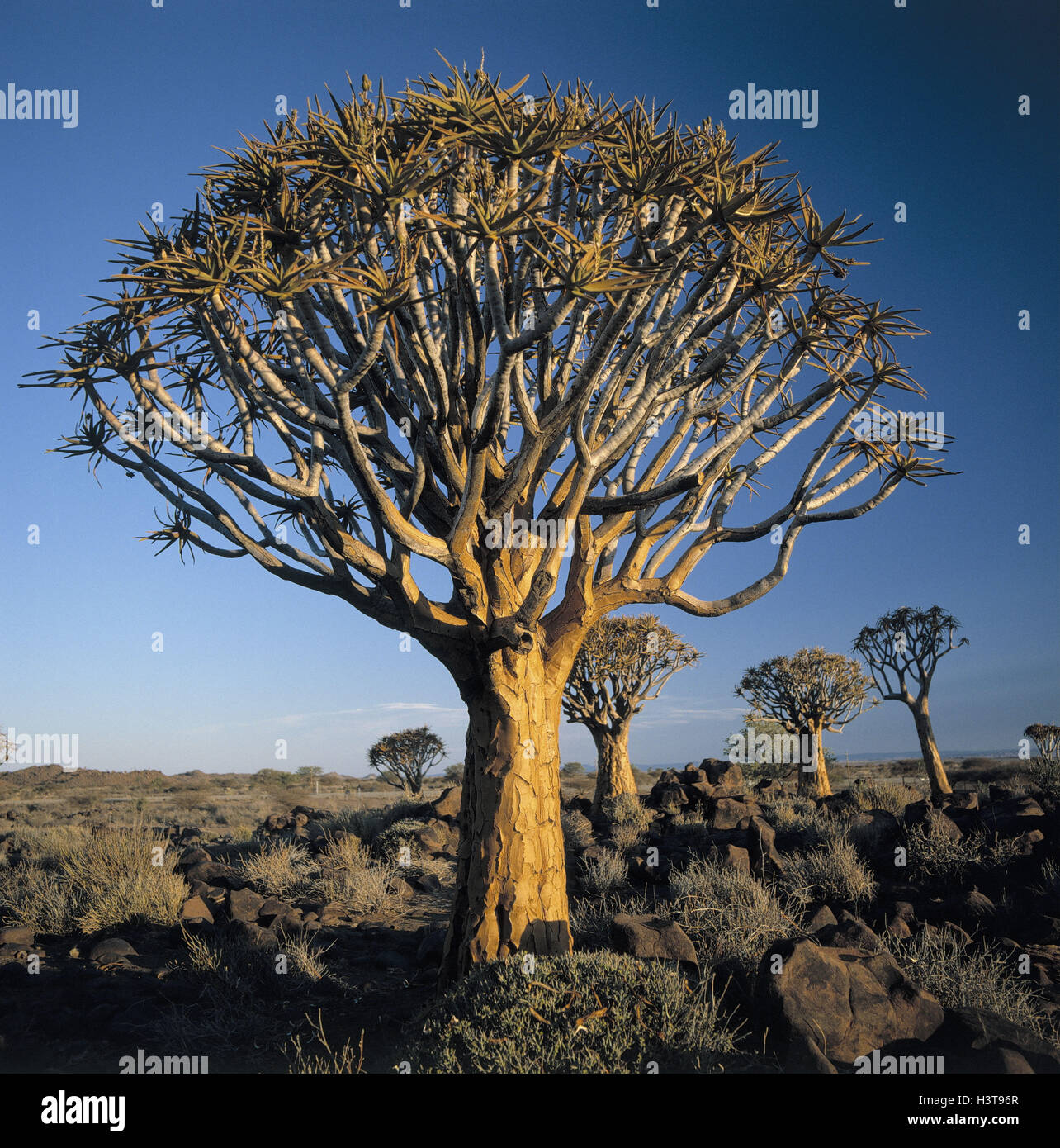 Köcher Bäume, Aloe Dichotoma, Afrika, halb Wüste, Vegetation, Pflanzen, Natur, Bäume, Köcherbaum, abends Licht, Namibia, Kutmanshoop, Naturschutzgebiet, Natur, Pflanze Stockfoto