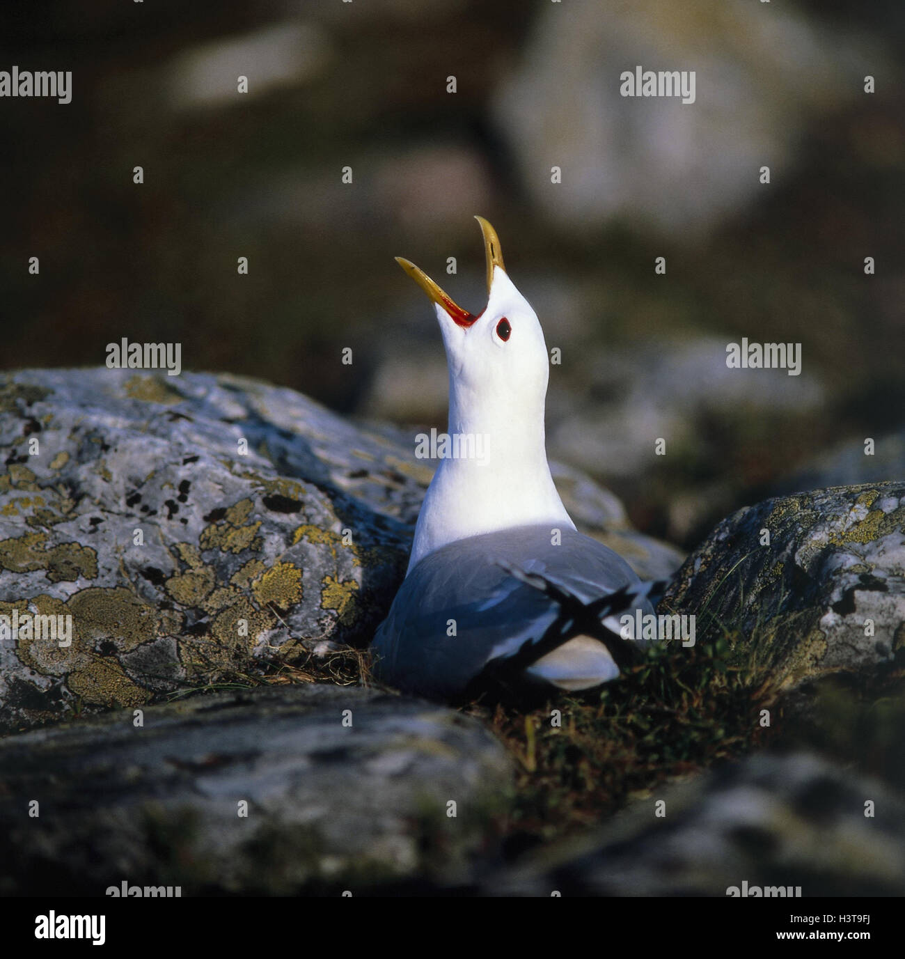 Möwe Rasse Wilde tiere greifen an -Fotos und -Bildmaterial in hoher Auflösung – Alamy