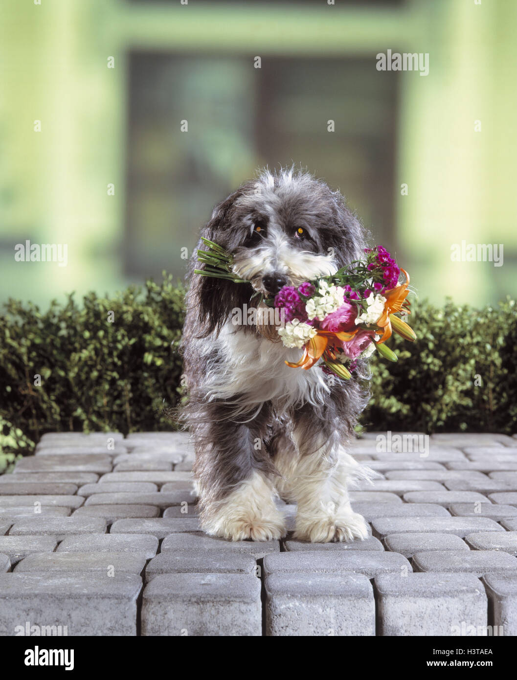 Hund, Blumenstrauß, nicht frei für Kalender-mk/Rb-Tiere, Haustiere, Hybrid, Hybrid-Hund süß, Anwendungsgebieten, Blumen, präsentieren, abzurufen, zu bringen, halten, Schnauze, Mund, Entschuldigung, Glückwünsche, im Außenbereich Stockfoto