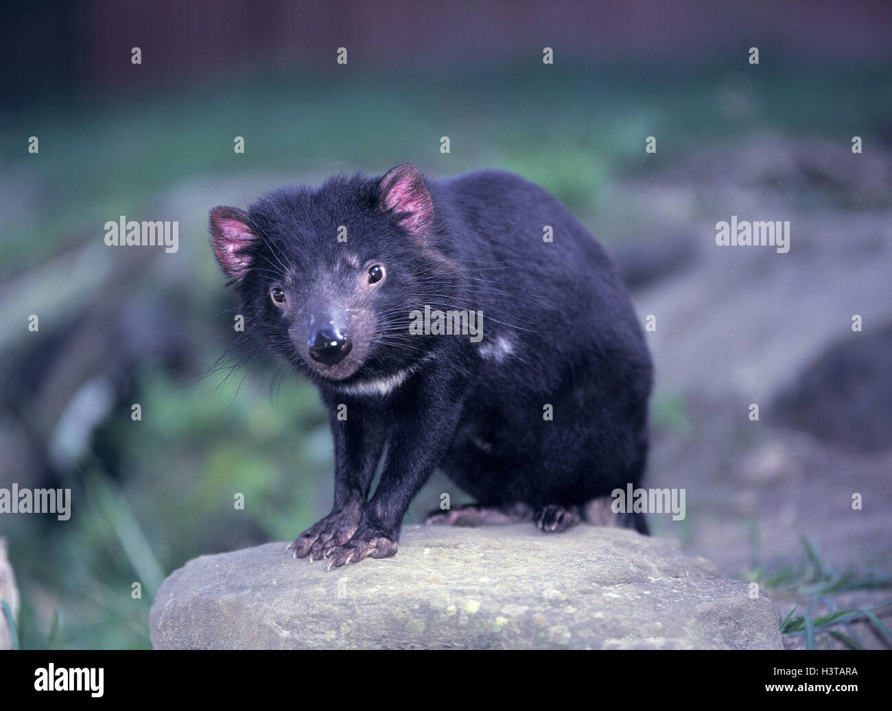 Tasmanien tier Fotos und Bildmaterial in hoher Auflösung Alamy
