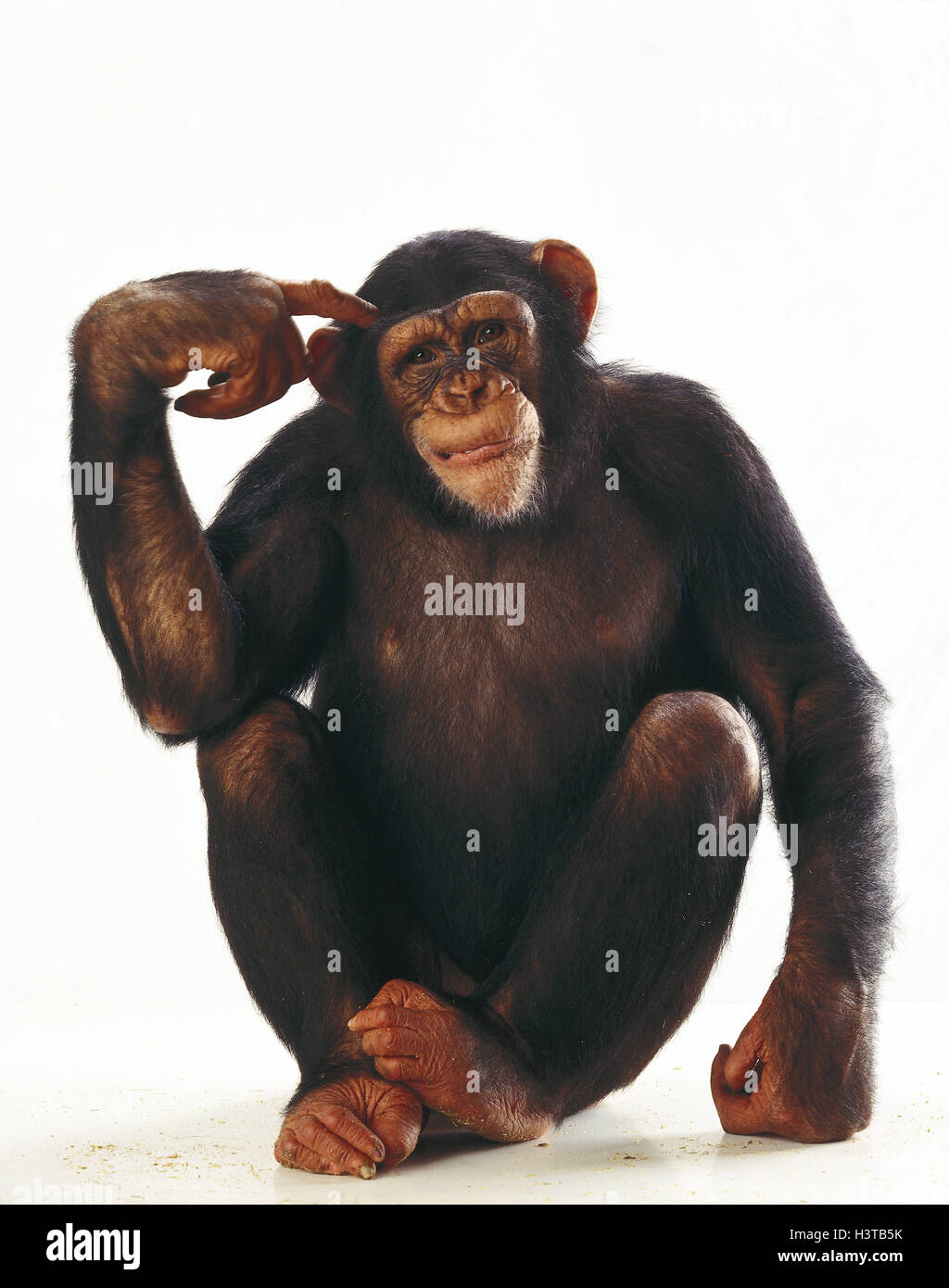 Schimpansen Pan Troglodytes, Geste, Säugetiere, Säugetier, wilde Tiere, wildes Tier, Affen, des Herrn, Primas, Primaten, große Menschenaffen, Affen, Tieren sitzen, zeigen Vogel, nachdenklich, studio Stockfoto