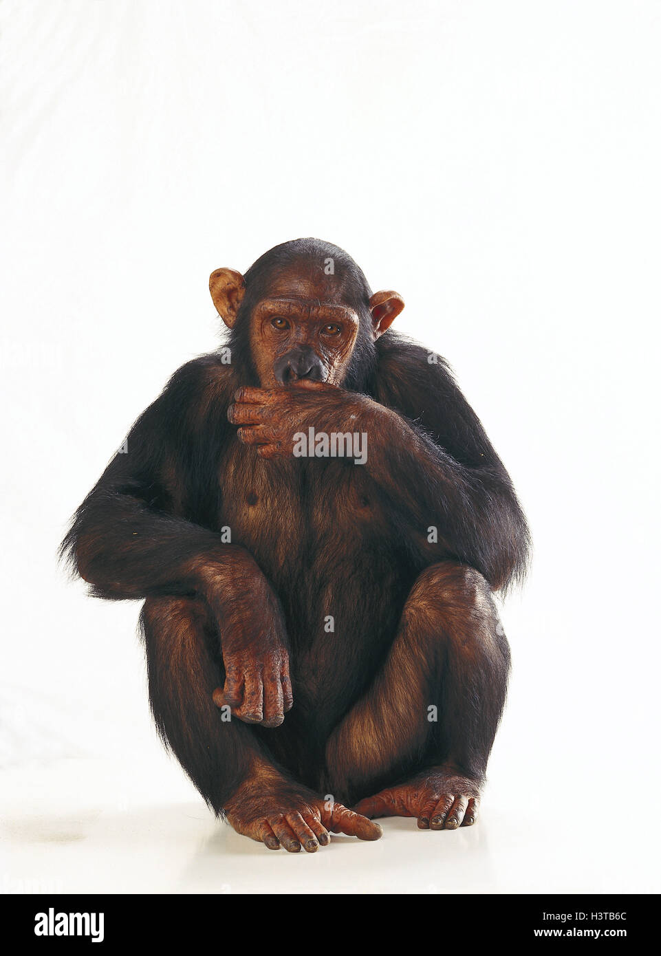 Schimpansen Pan Troglodytes, Geste, "nichts sagen" Säugetiere, Säugetier, wilde Tiere, wildes Tier, des Herrn, Primas, Primaten, Affen, große Menschenaffen, Affen, Sit, Tieren Mund fahren weiter geradeaus, nicht sprechen, Studio Stockfoto