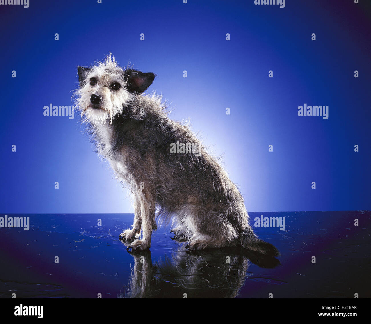 Hunde Stockfotos und bilder Kaufen Alamy