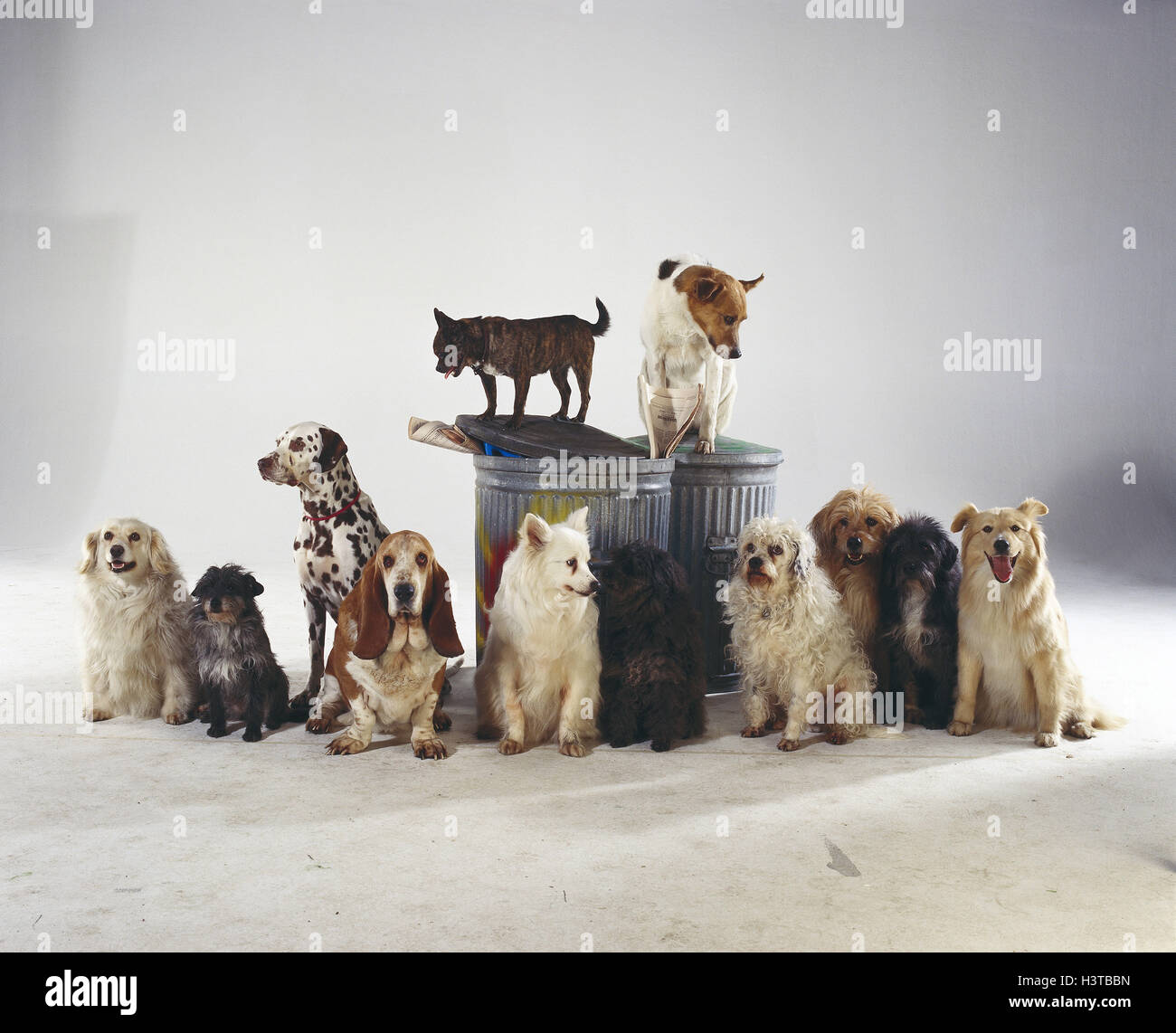 Hunde, Rasse, anders, Müll Tonnen Canidae, Haustiere, Hunde, Six, Gruppe, Rassehunde, Hybriden, Landstreicher, Herden, Straße Curs, Straßenhunde, ohne Herrn, Studio Stockfoto
