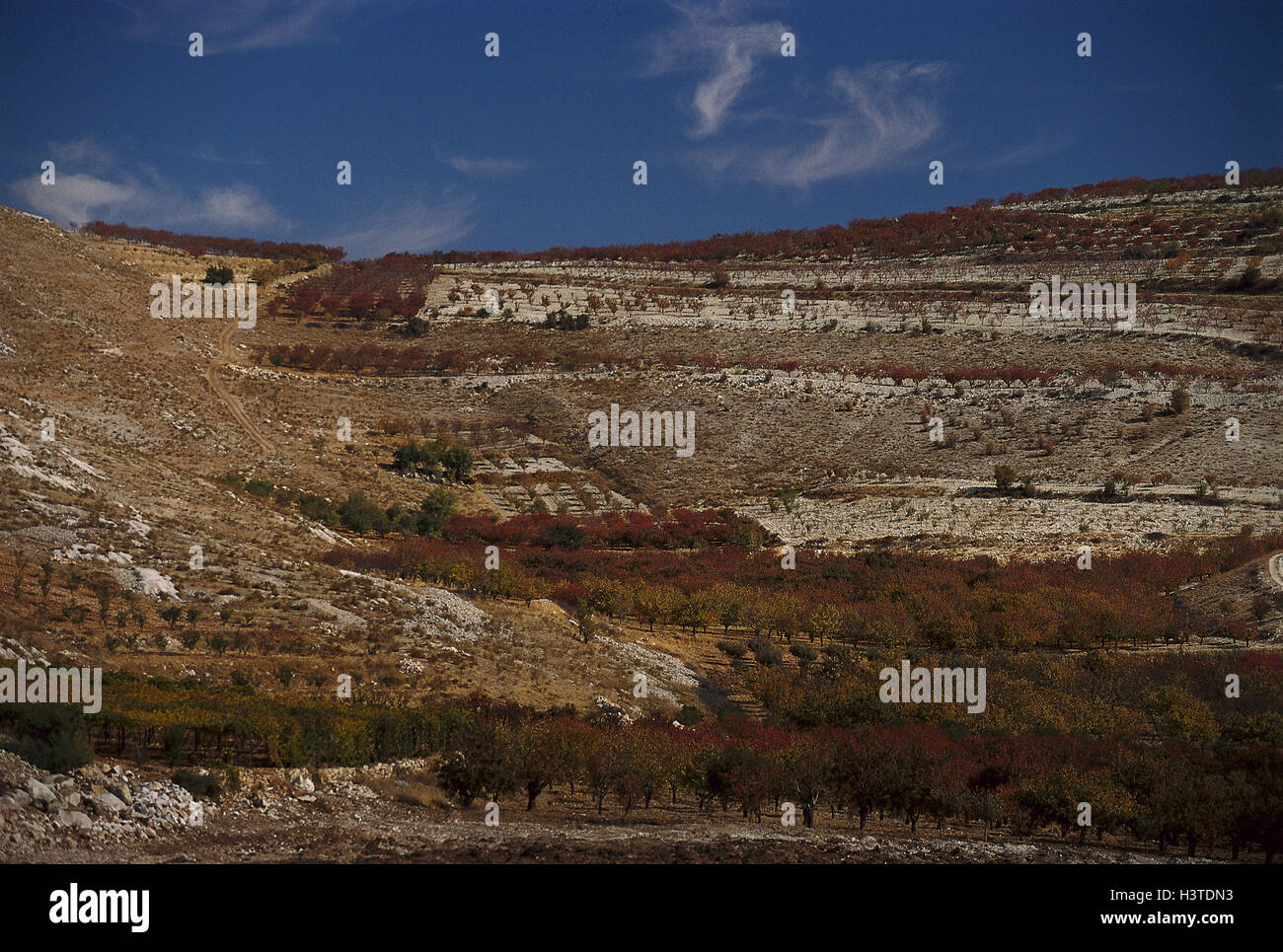 Libanon, Libanongebirge, künstliche Landschaft, im Nahen Osten, vorne Osten, Nahost, Landschaft, Vegetation, Natur Stockfoto