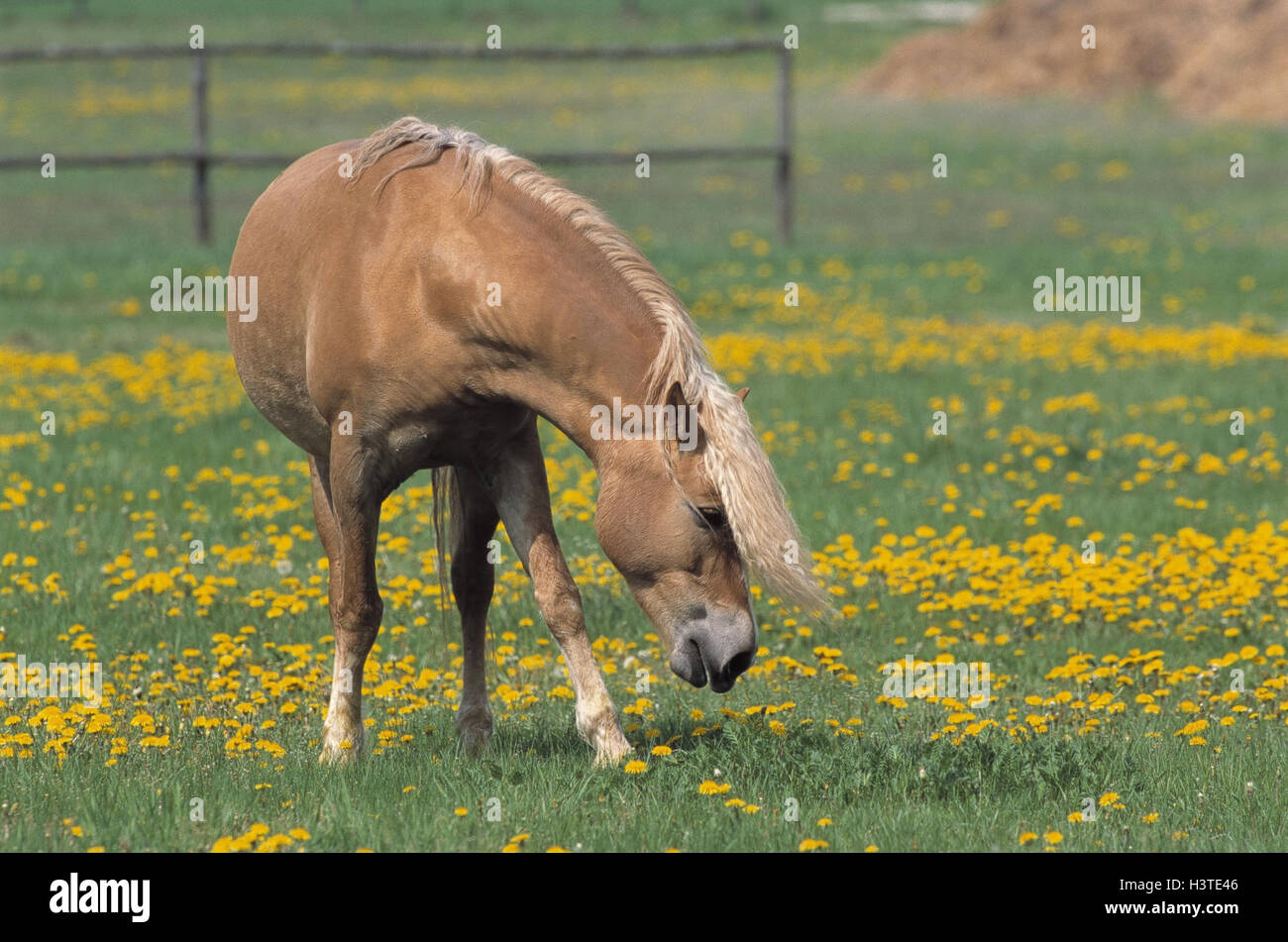 Haflinger rennen -Fotos und -Bildmaterial in hoher Auflösung – Alamy