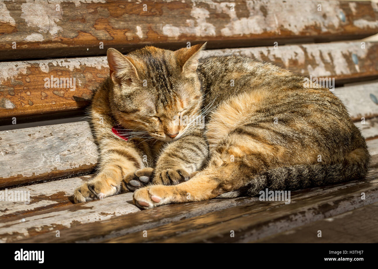 der Happy Cat genießen die Nachmittagssonne auf Parkbank mit roten Kragen und tag Stockfoto