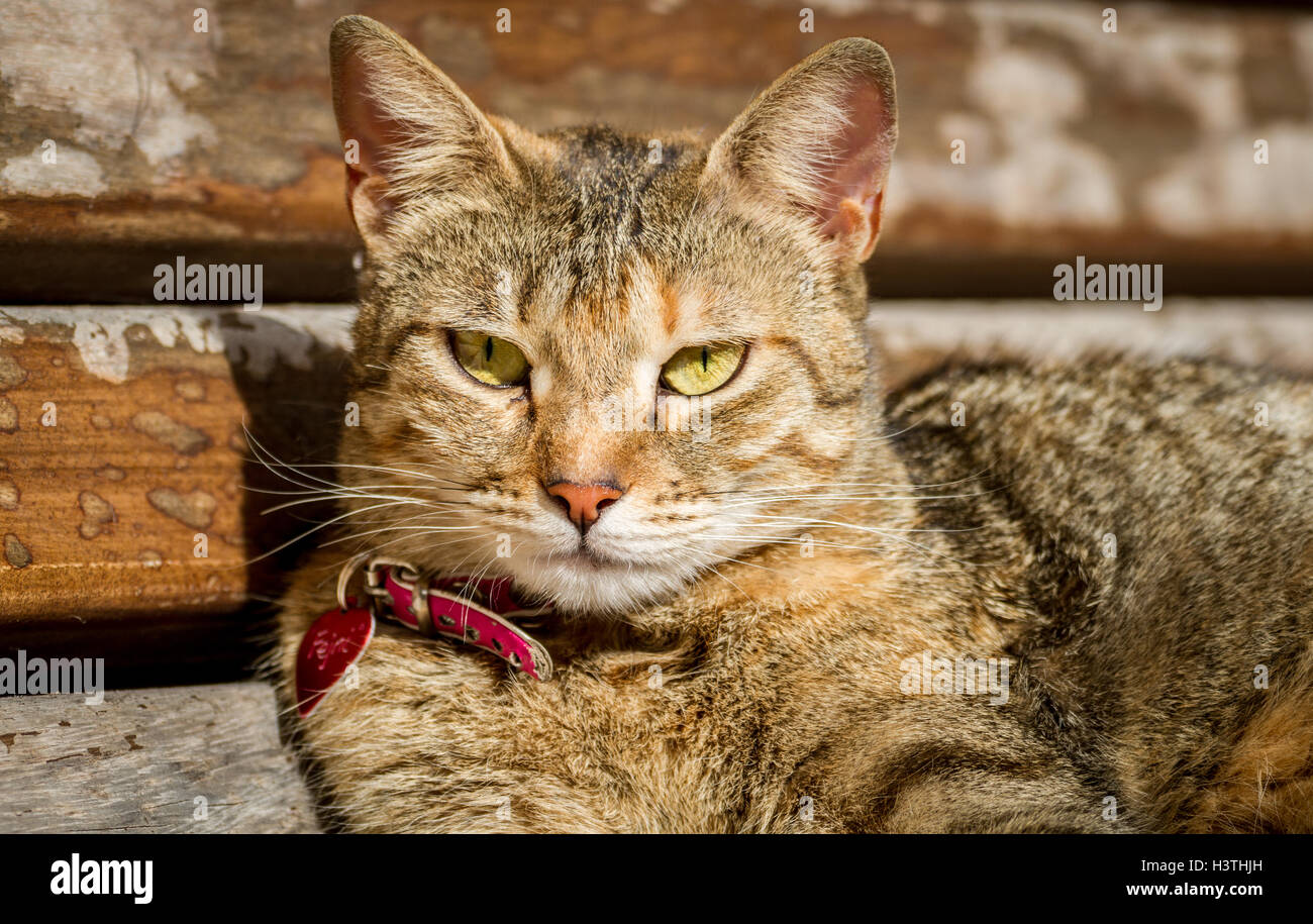 Katze faul genießen Sonnenschein mit roten Kragen und Herz-tag Stockfoto