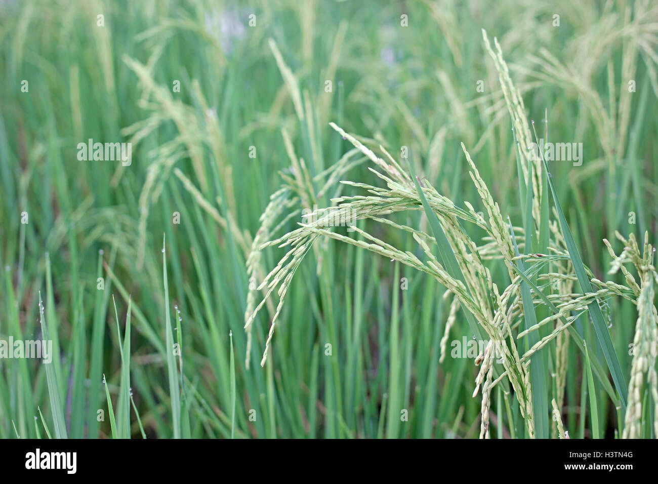 Nahaufnahme des grünen Paddy Reis im Feld Stockfoto