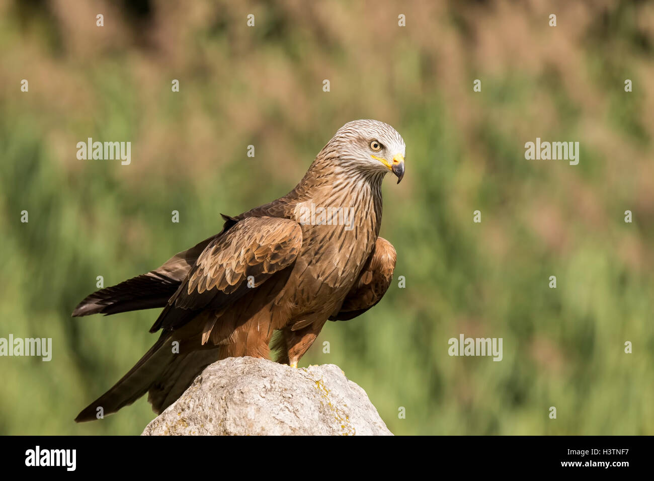 Closeup Portrait ein Schwarzmilan Milvus Migrans, Raubvogel, thront auf einem Felsen an einem sonnigen Tag Stockfoto