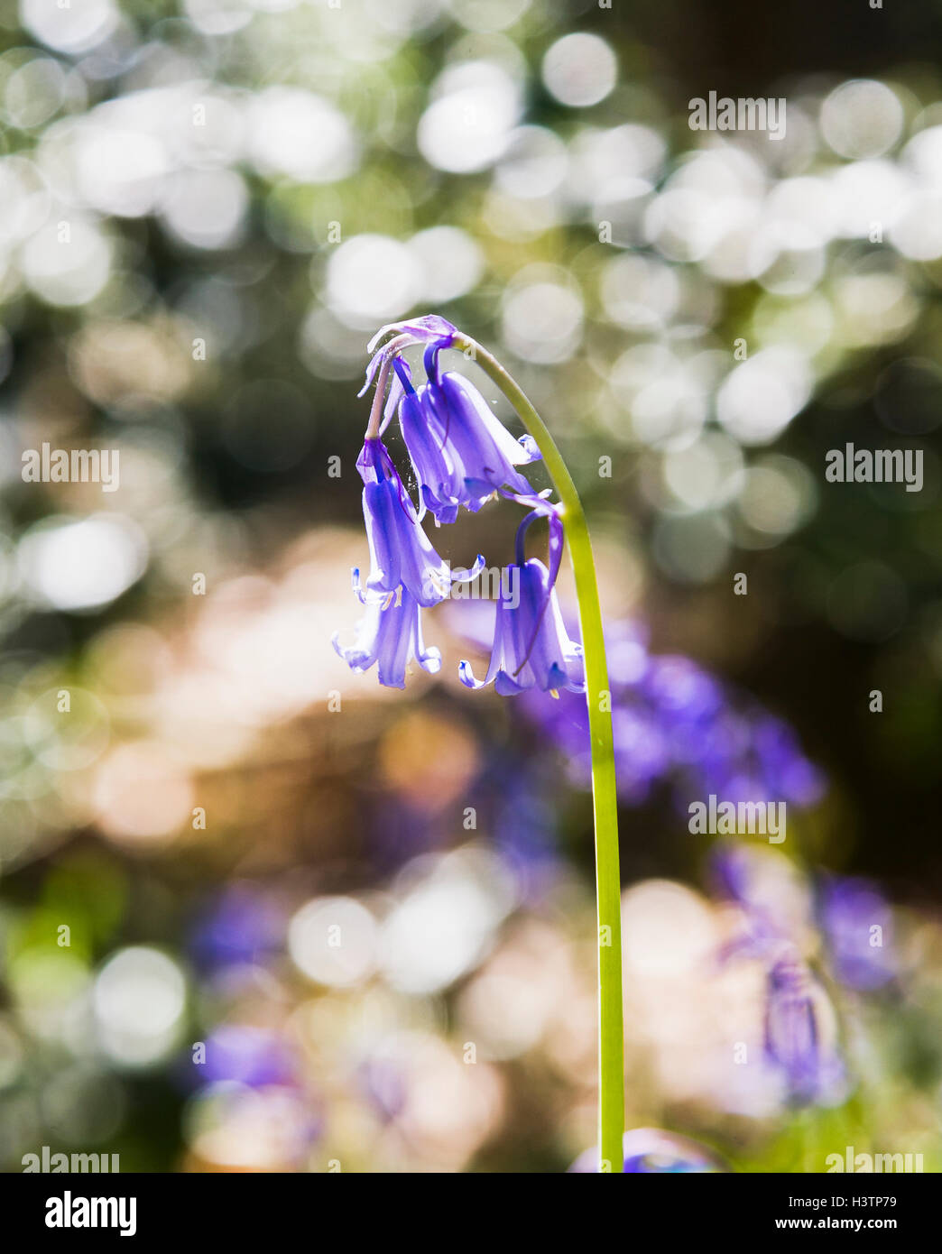 Nahaufnahme einer hinterleuchteten zarte Glockenblume Blume (Endymion nicht-Scriptus) blüht im Frühling in Surrey, Südengland Stockfoto
