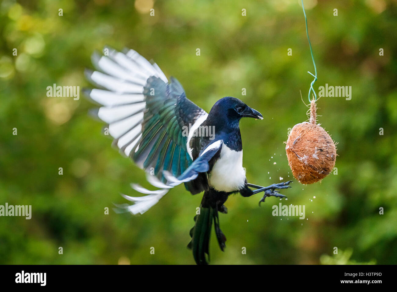 Eurasische Magpie (Pica pica) mit ausgestreckten Flügeln, die von einem Kokospaltenfutter in einem Garten in Surrey gefüttert werden, Frühherbst, Großbritannien (Einheimischer) Stockfoto