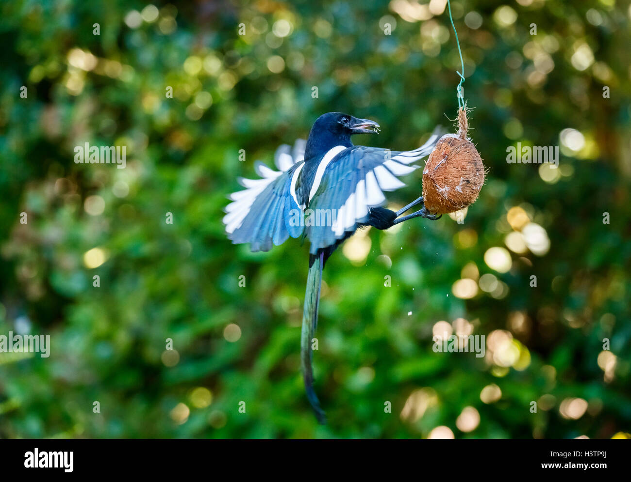 Eurasische Magpie (Pica pica) mit ausgestreckten Flügeln, die von einem Kokospaltenfutter in einem Garten in Surrey gefüttert werden, Frühherbst, Großbritannien (Einheimischer) Stockfoto