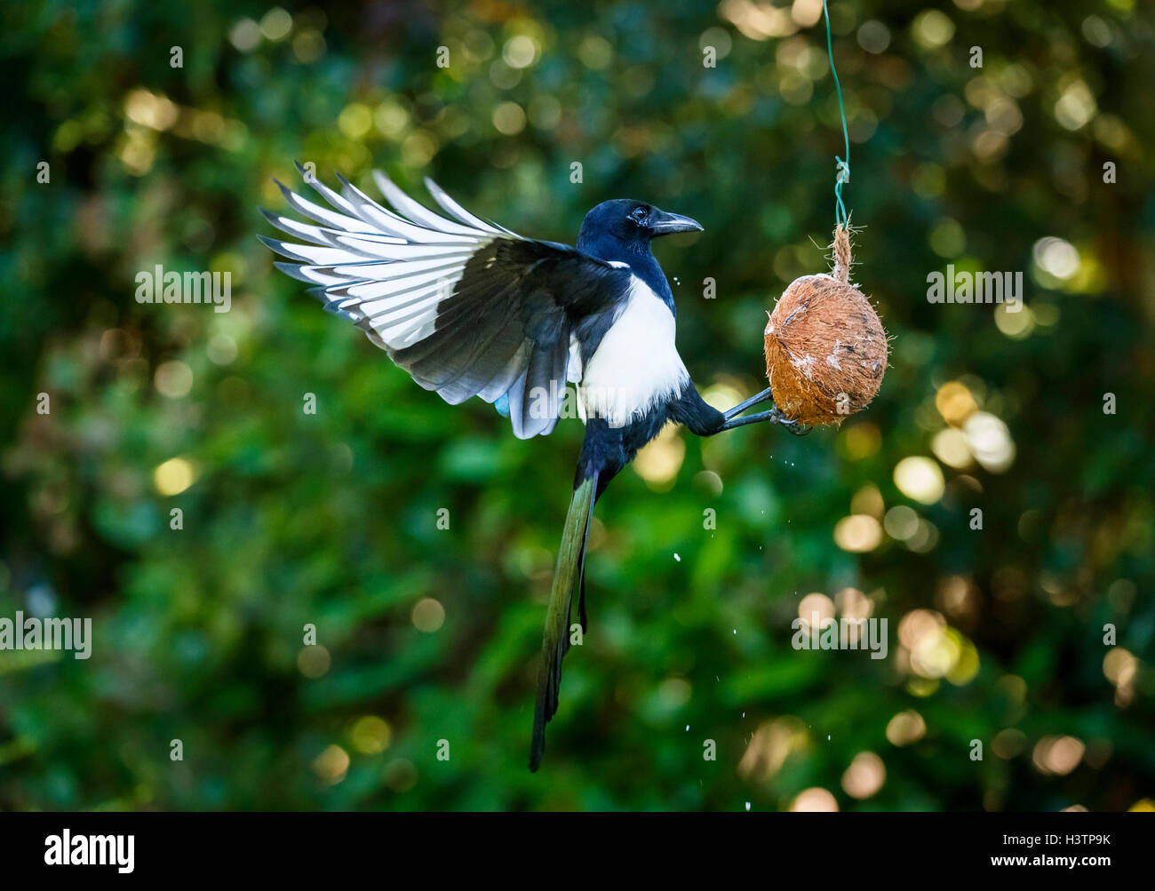 Eurasische Magpie (Pica pica) mit ausgestreckten Flügeln, die von einem Kokospaltenfutter in einem Garten in Surrey gefüttert werden, Frühherbst, Großbritannien (Einheimischer) Stockfoto