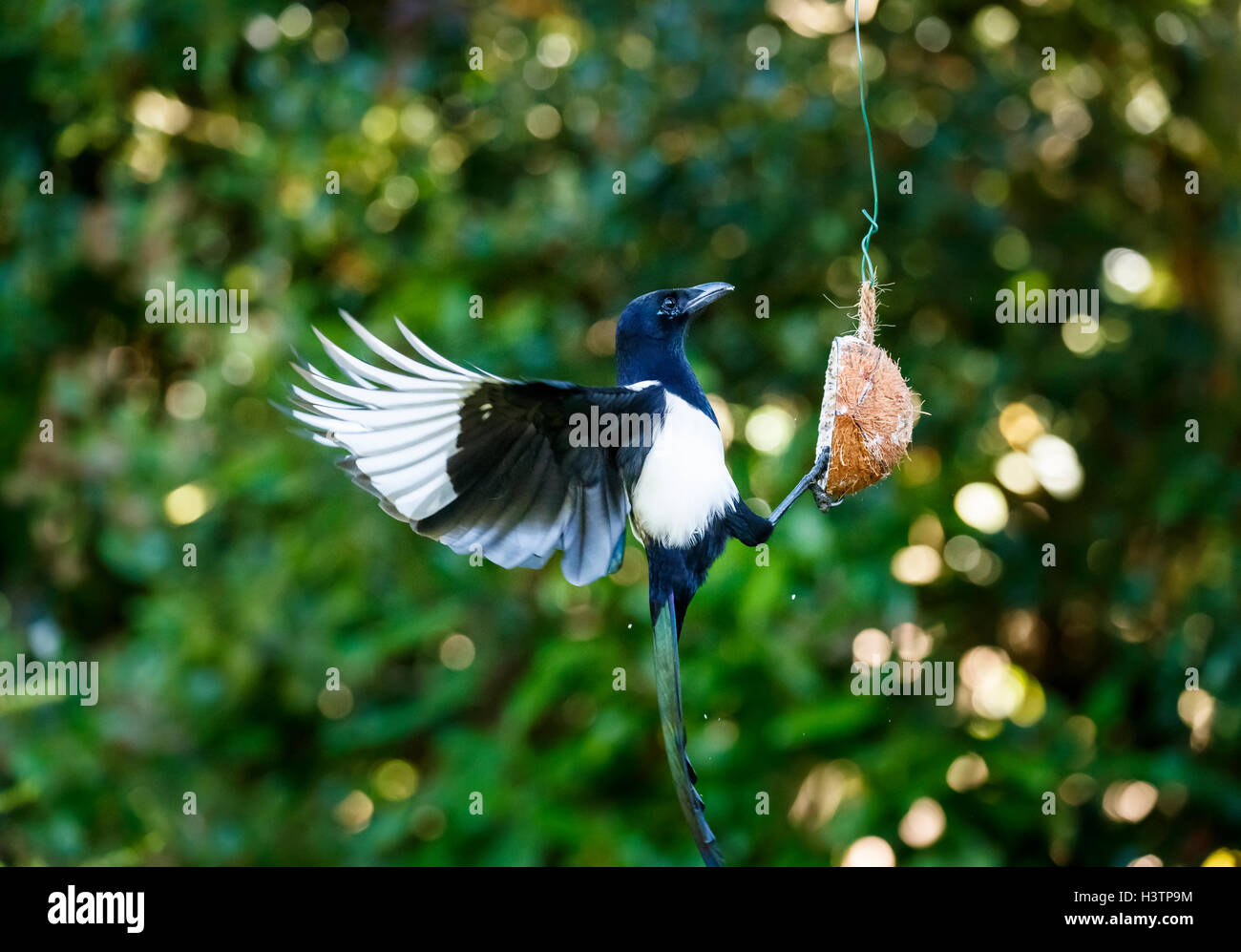 Eurasische Magpie (Pica pica) mit ausgestreckten Flügeln, die von einem Kokospaltenfutter in einem Garten in Surrey gefüttert werden, Frühherbst, Großbritannien (Einheimischer) Stockfoto