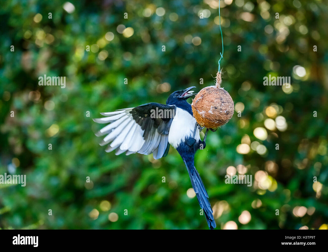 Eurasische Magpie (Pica pica) mit ausgestreckten Flügeln, die von einem Kokospaltenfutter in einem Garten in Surrey gefüttert werden, Frühherbst, Großbritannien (Einheimischer) Stockfoto