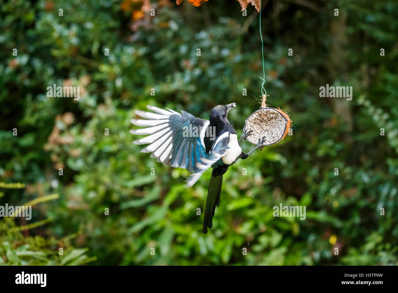 Eurasische Magpie (Pica pica) mit ausgestreckten Flügeln, die von einem Kokospaltenfutter in einem Garten in Surrey gefüttert werden, Frühherbst, Großbritannien (Einheimischer) Stockfoto
