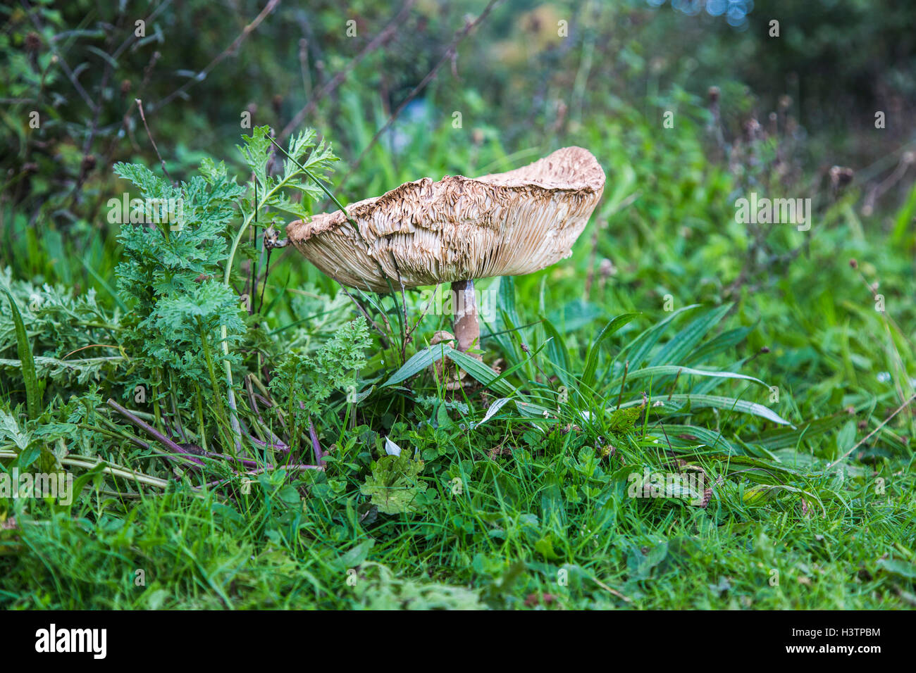 Großer brauner Fliegenpilz mit prominenten Kiemen, Surrey, Südengland, im Herbst Stockfoto