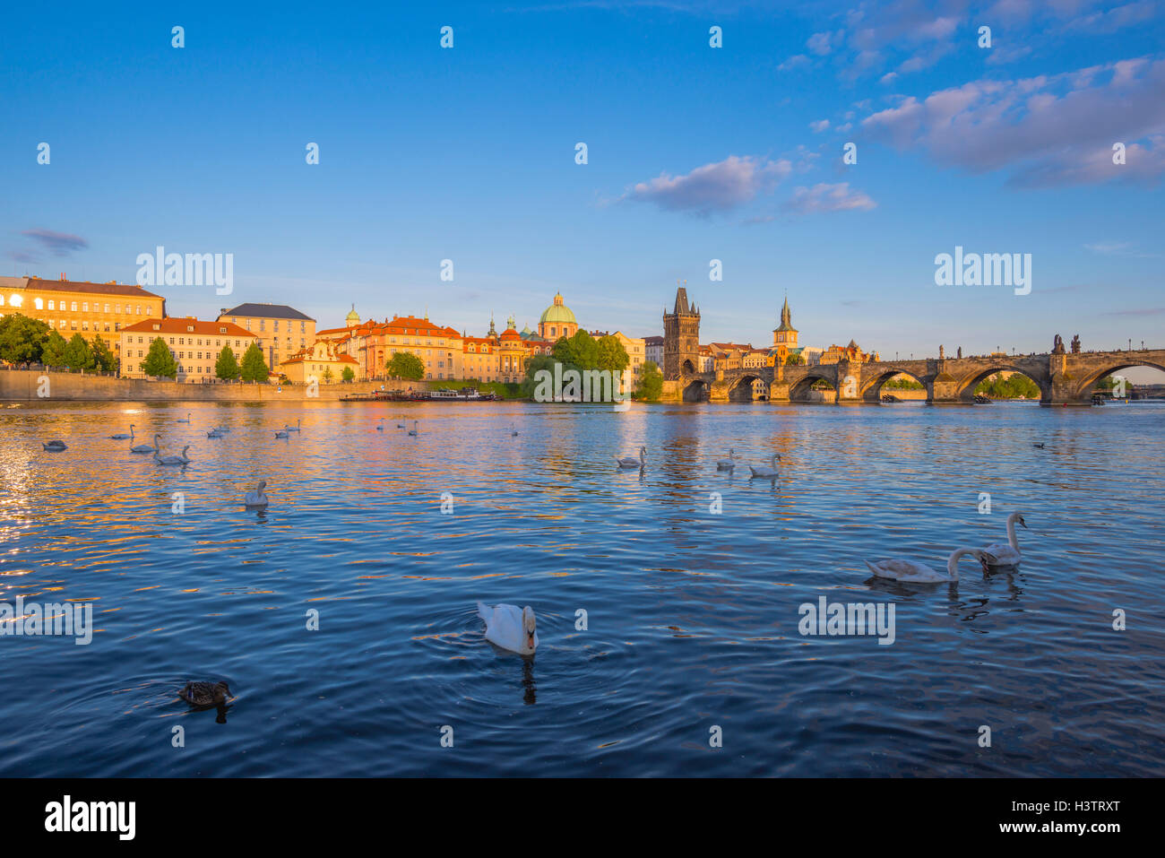 Stummschalten Sie Schwäne (Cygnus Olor) an der Moldau, Karlsbrücke mit dem Altstädter Brückenturm, Morgennebel, Prag, Böhmen Stockfoto