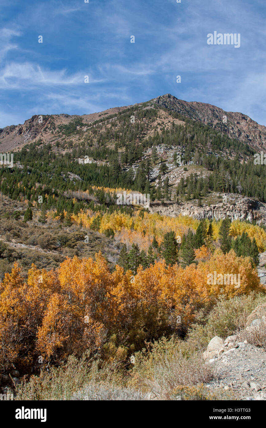 Farben des Herbstes auf der Ostseite der Sierras, Tioga Pass in der Nähe von Lee Vining und Mono Lake in Kalifornien hinauf. Stockfoto