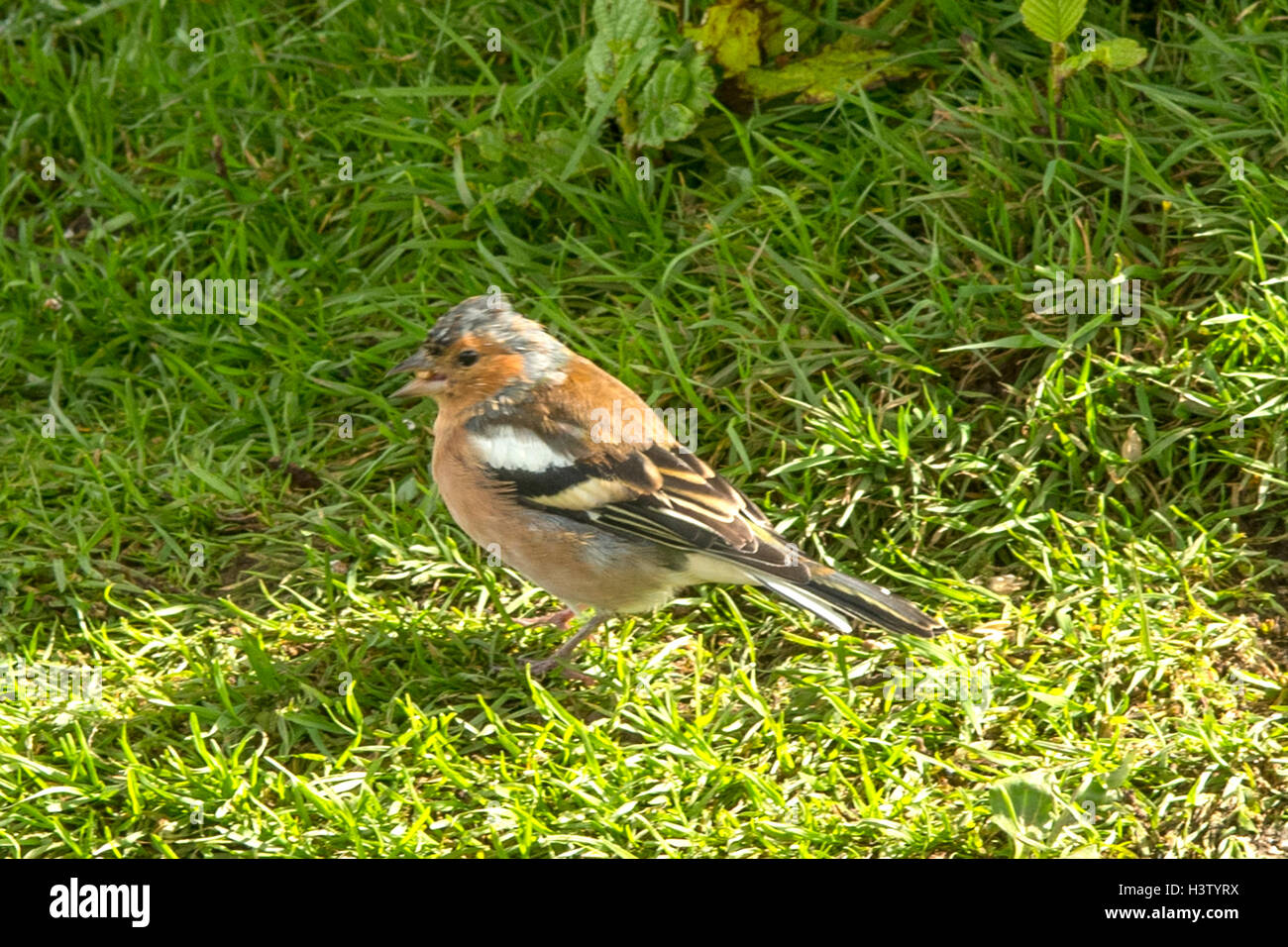Gemeinsamen Buchfink, Fringilla Coelebs bei Etal, Northumberland, England Stockfoto