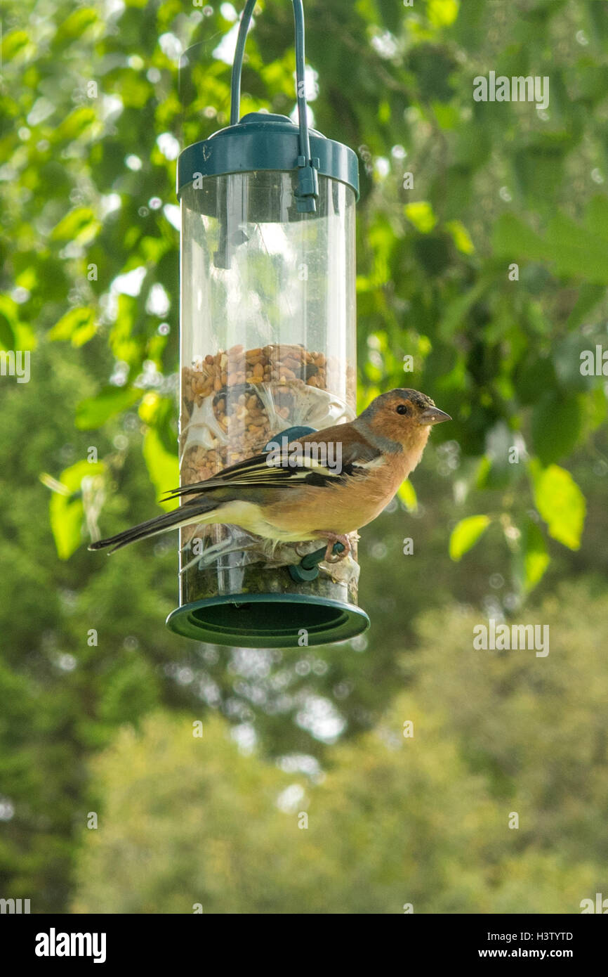 Gemeinsamen Buchfink, Fringilla Coelebs bei Etal, Northumberland, England Stockfoto