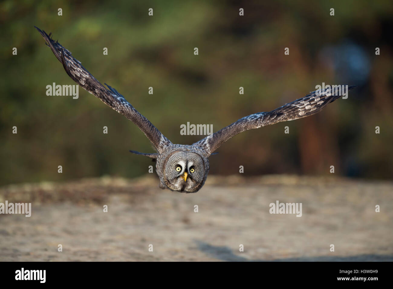 Großen grau-Eule / Bartkauz (Strix Nebulosa) im Flug, dicht über den Boden, frontalen erschossen, Nordeuropa. Stockfoto